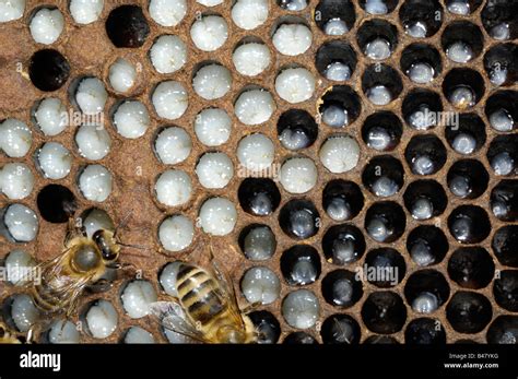 Honey Bee Larvae Stages