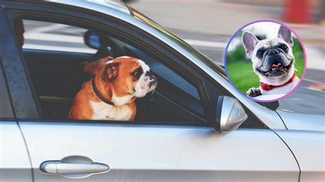 Consejos Para Viajar Con Un Perro En Carretera De Forma Segura Petlife