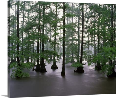 Bald Cypress Tree Cypress Trees Canvas Print Wall Wall Art Prints