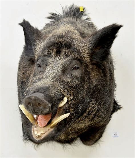 Wild Boar Skull Mount