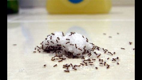 Indoor Ants Tips And Tricks For Finding The Nest Youtube