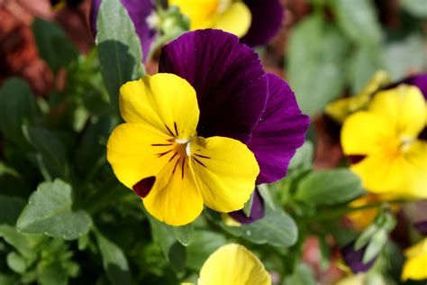 Top 10 Most Popular Flowers To Plant In Your Garden