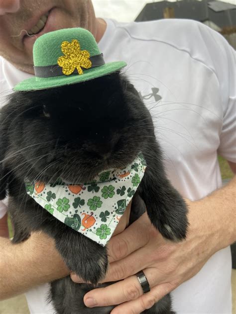 My Irish Bunny Rrabbits