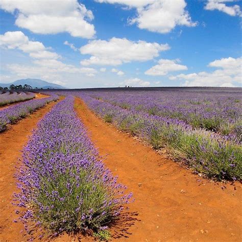 ‘Lavender Farm In Tasmania 2’ by PegasusImages