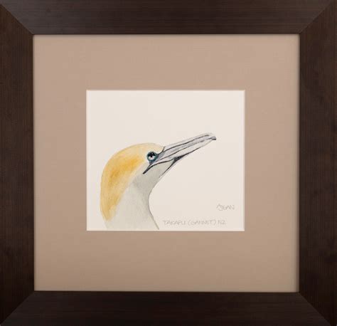 Watercolour Bird Study Painting New Zealand Takapu Gannet