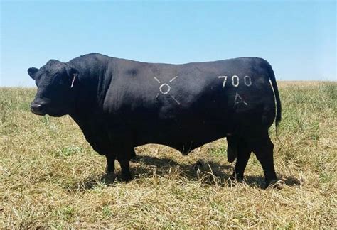 Angus Semen For Sale Sb10 2401 Sire Buyer