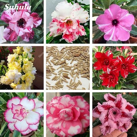 Seeds Pcs True Desert Rose Heirloom Mixed Color Bonsai Potted Adenium