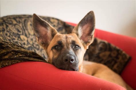 Peut on donner du paracétamol à un chien