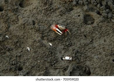 84 Estuary intertidal zone Images, Stock Photos & Vectors | Shutterstock