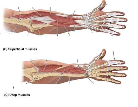 Extensor Muscles Of The Forearm Diagram Quizlet