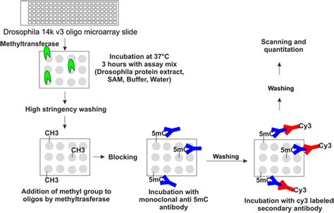 Schematic Representation Of In Vitro Methyltransferase Assay Using