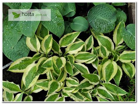 Hosta ua Хоста Yellow Polka Dot Bikini Еллоу Полька из частной