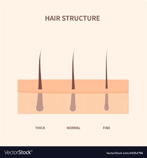 Hair Width Structure In Skin Cross Section Diagram