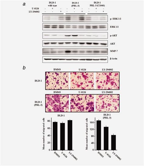 Prl Modulates Expression Of Mmp Through Akt And Erk Activation