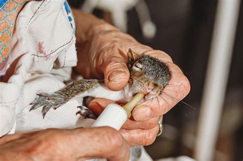 Career Spotlight Wildlife Rehabilitators Humanepro By The Humane