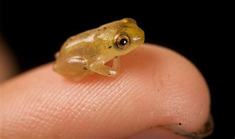 The Smallest Frog In The World