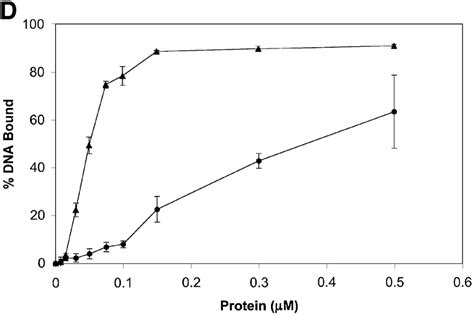 Rad51 I345T Overcomes The Inhibition To SsDNA Binding Imposed By RPA