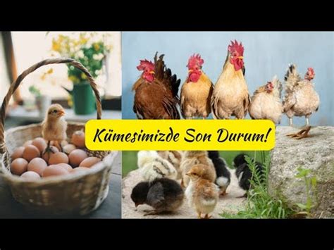 Kümesimizde Son Durum Ve Yumurta Toplama yumurtatoplama kümes