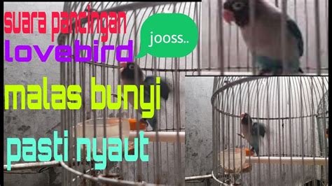 Suara Pancingan Lovebird Malas Bunyi Pasti Nyaut Youtube