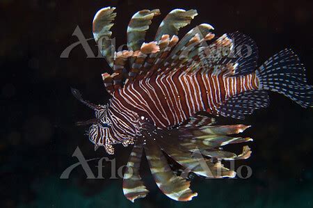 Indian Lionfish Pterois Miles With Venomous Spines And Showy