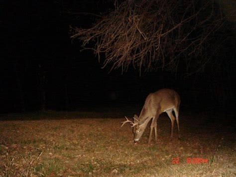 November 27 Whitetail Pictures