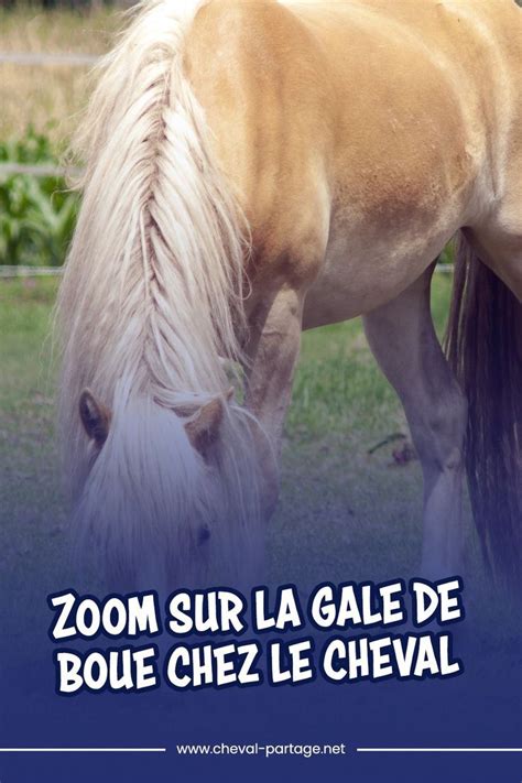 La Dermatophilose Dite La Gale De Boue Soigner La Gale Boue La Gale