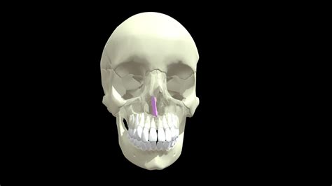 Vomer Download Free 3d Model By Mary Orczykowski Anatomary