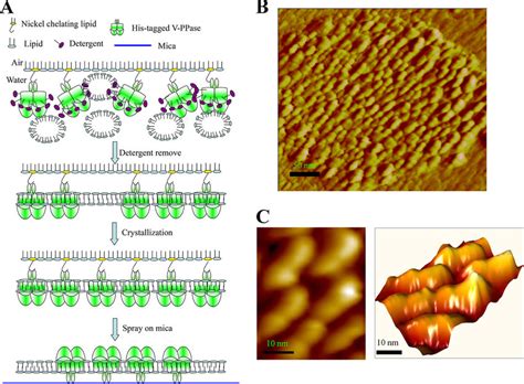 Reconstitution Of H PPase Into Lipid Bilayer A Schematics Revealing