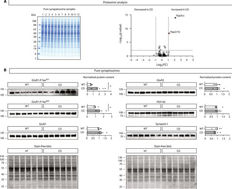 A Brain Enriched Circular RNA Controls Excitatory Neurotransmission And