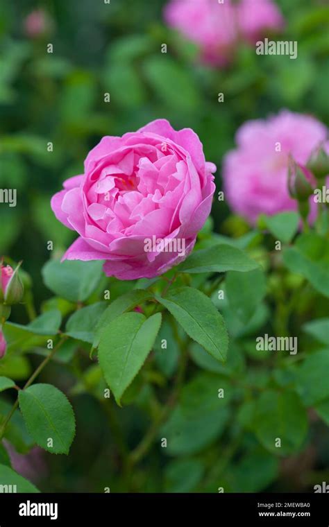 Ausmary Rose Hi Res Stock Photography And Images Alamy