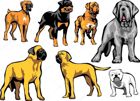 Molosser dog breeds Stock Vector Image by ©bokononist #95478332