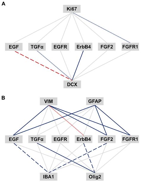 Frontiers Decline In Proliferation And Immature Neuron Markers In The