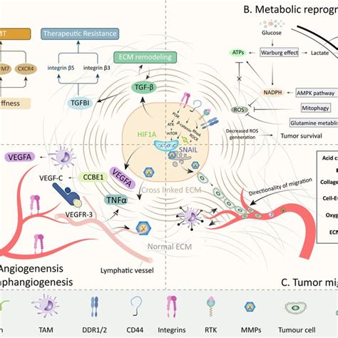 The Process And Regulatory Network During Tumor Invasion And Metastasis Download Scientific