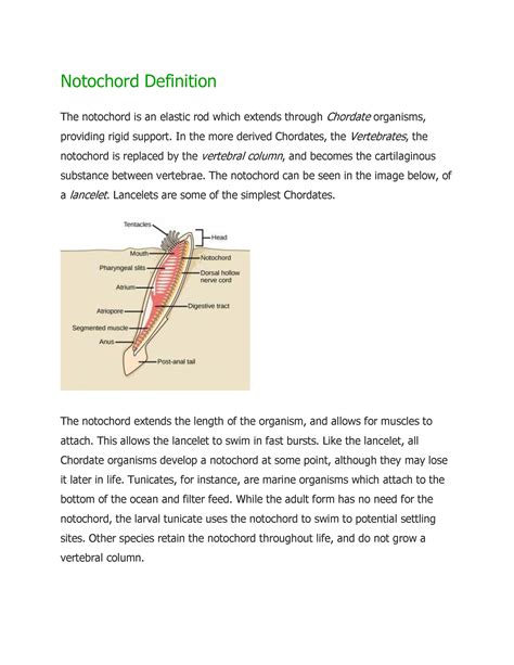 Notochord Definition - In the more derived Chordates, the Vertebrates ...