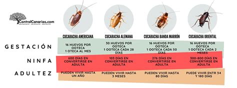 Cuantos Huevos Pone Una Cucaracha Control Canarias