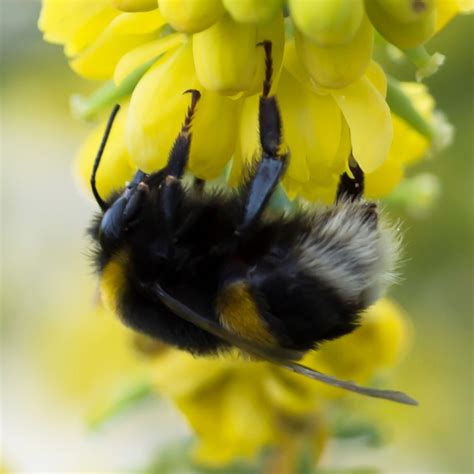 Pollinators In February All Ireland Pollinator Plan