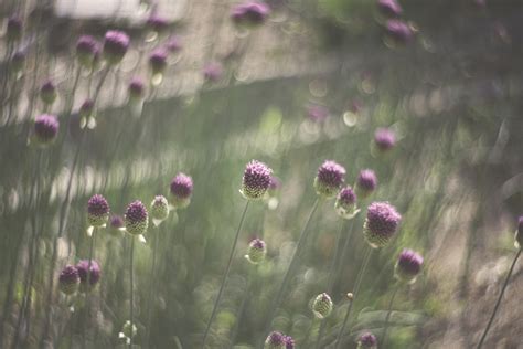 Banco De Imagens Natureza Bokeh Plantar Campo Prado Luz Solar