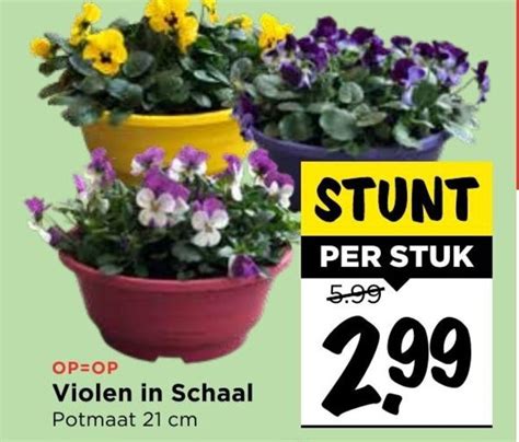 Violen In Schaal Aanbieding Bij Vomar