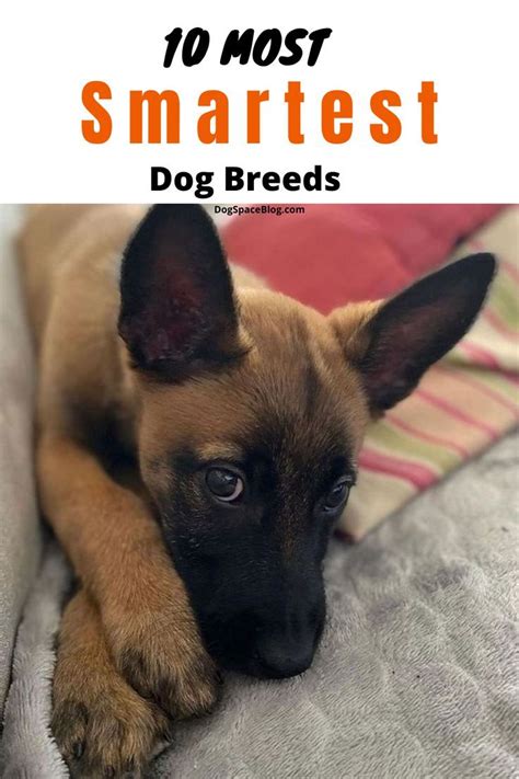 Top 10 Smartest Dog Breeds Artofit