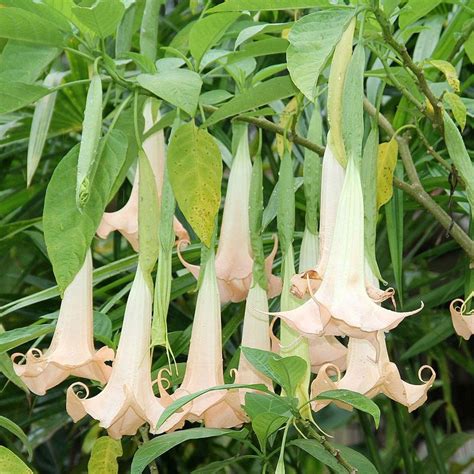 Brugmansia Arborea Compra Plantas Online