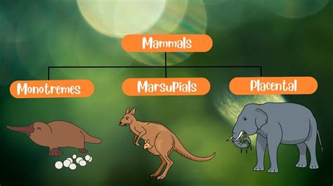 Classification Of Mammals Monotremes Marsupials And Placentals Youtube