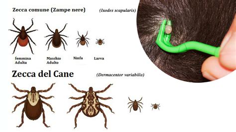 Zecche 5 Consigli Su Come Comportarsi E Cosa Fare In Caso Di Puntura