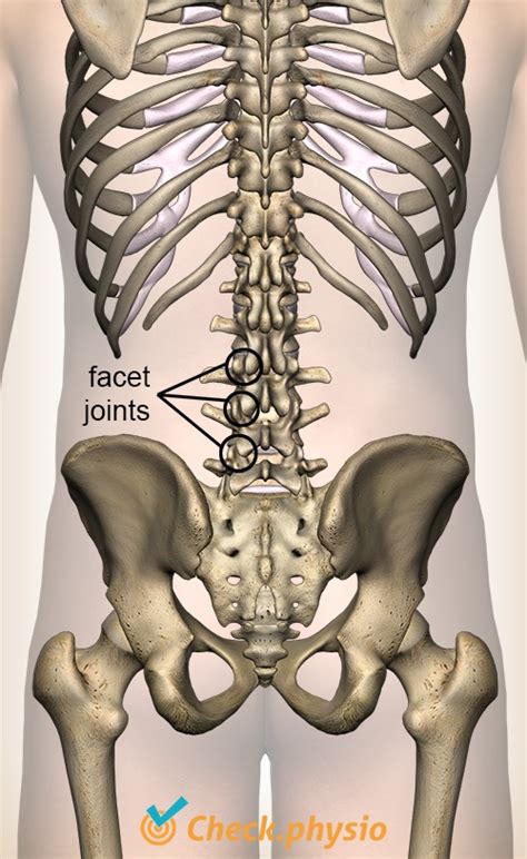 Lumbar Facet Syndrome Physio Check