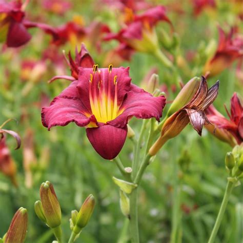 Hemerocallis Pardon Me Daylily From Hoffie Nursery