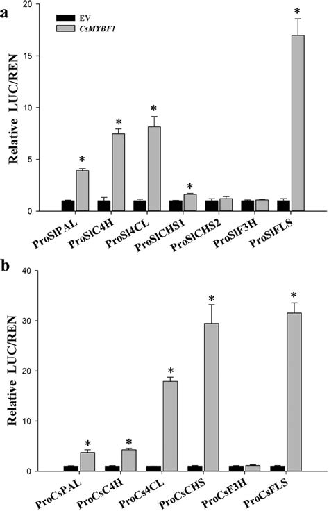 Effects Of Csmybf1 On Promoter Activities Of Phenylpropanoid Pathway