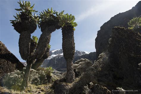 Cheap Mount Kilimanjaro Climbing Routes Packages Cost Trek