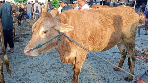 Harga Sapi Pagi Ini Sabtu Pahing 2 Desember 2023 Pasar Sapi