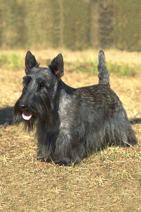 Scottish Terrier Dog Breed Information