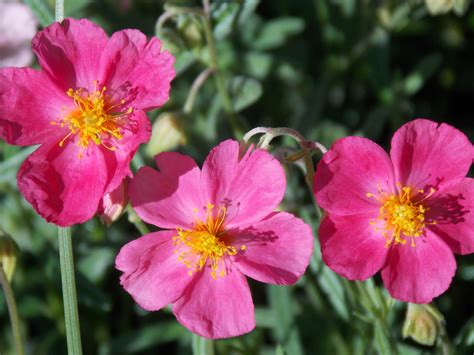 Helianthemum Nummularium Subsp Nummularium Plants Of The World