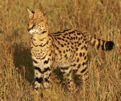 10 Beautiful Rare Wild Cats Cute Wild Cats We Love Cats And Kittens